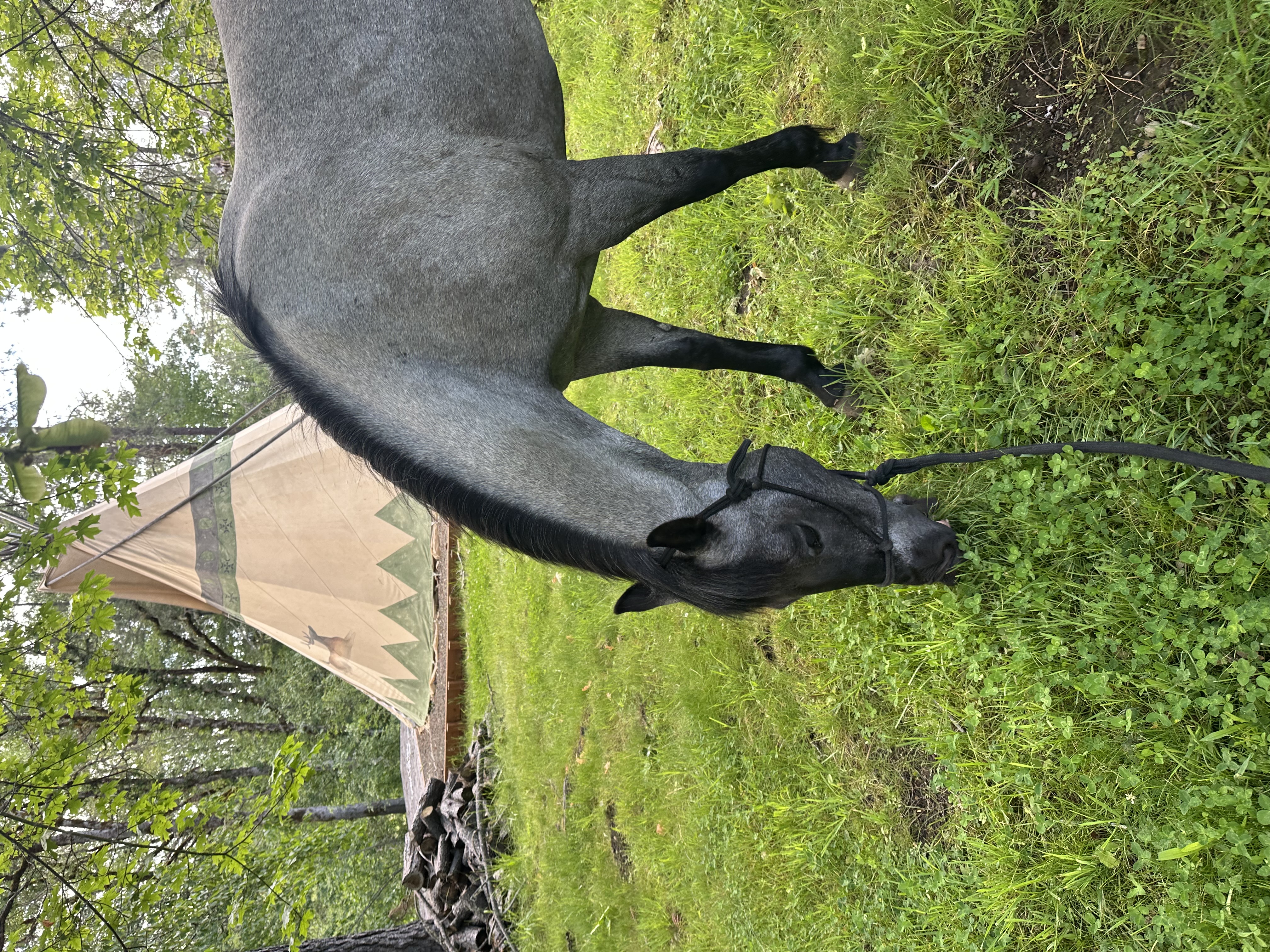 Deer Tipi accommodation photo 2
